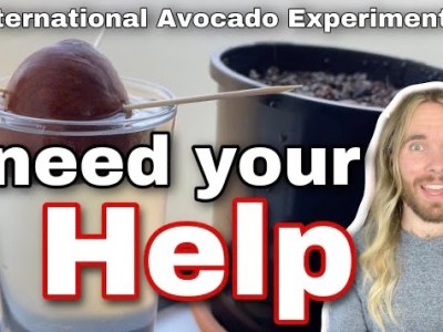 The International Avocado Experiment&nbsp;2