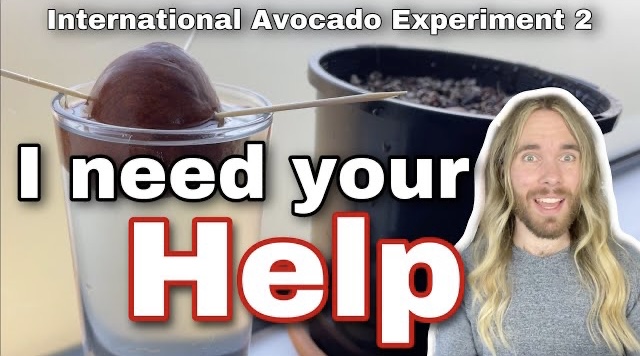 The International Avocado Experiment&nbsp;2