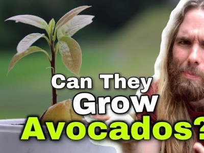 Will Home Grown Avocado Trees Bear&nbsp;Fruit?